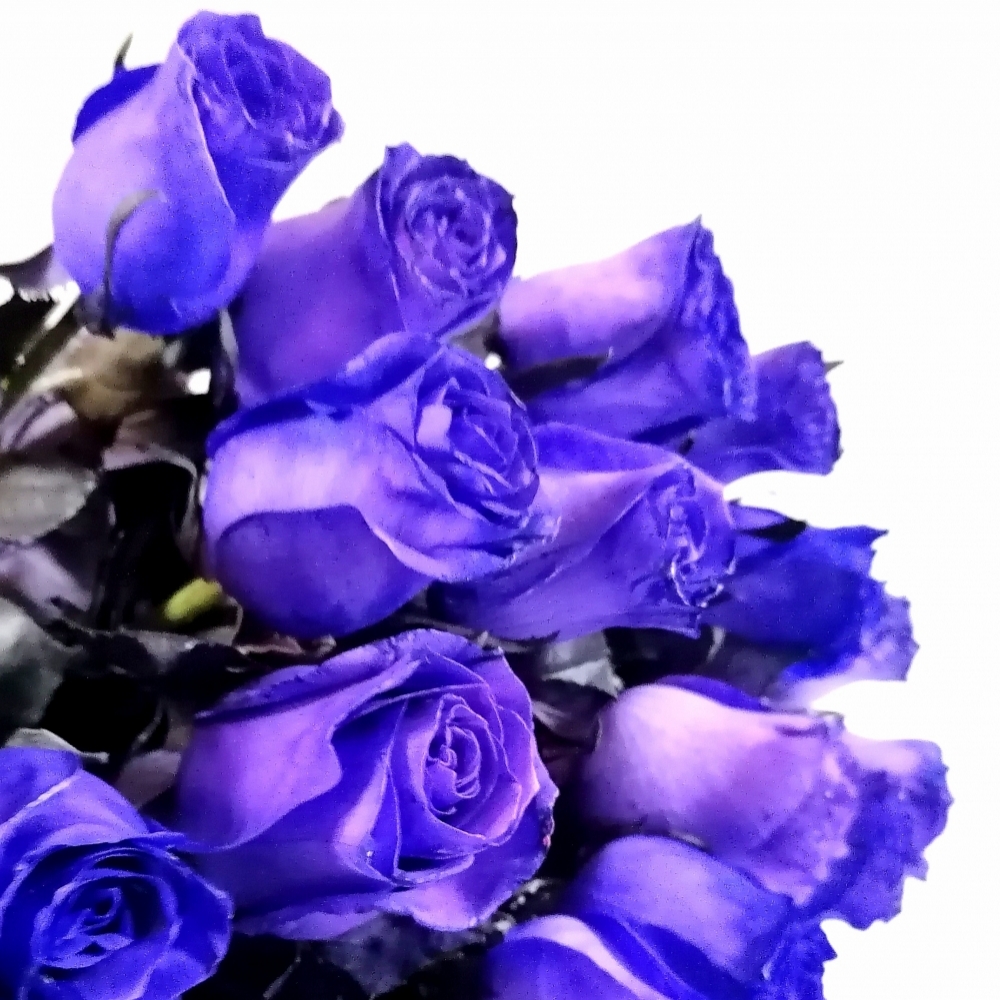 Роза фиолетовая