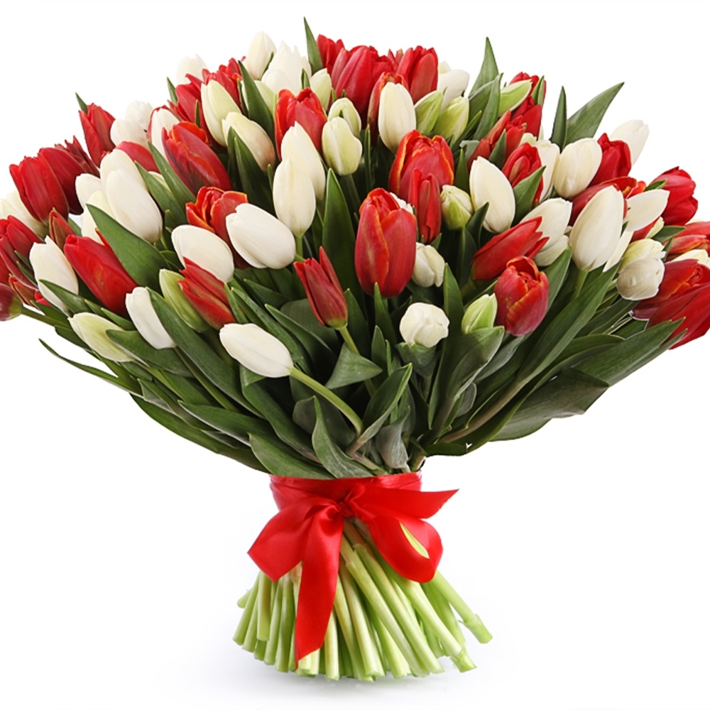 454. Красные и белые тюльпаны