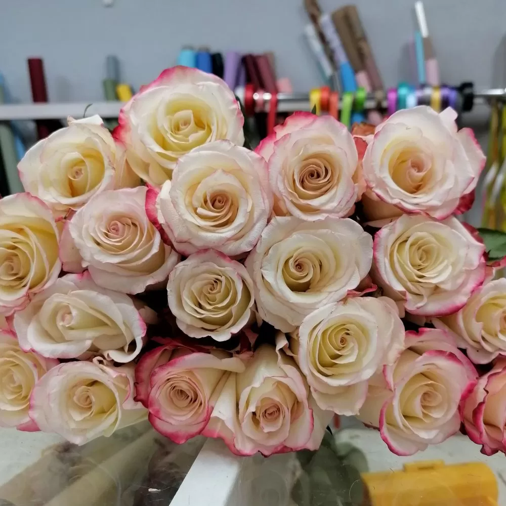 Бело-розовая роза Sweetnes 40-50см