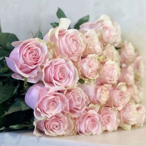 Светло-розовая роза Pink Mondial