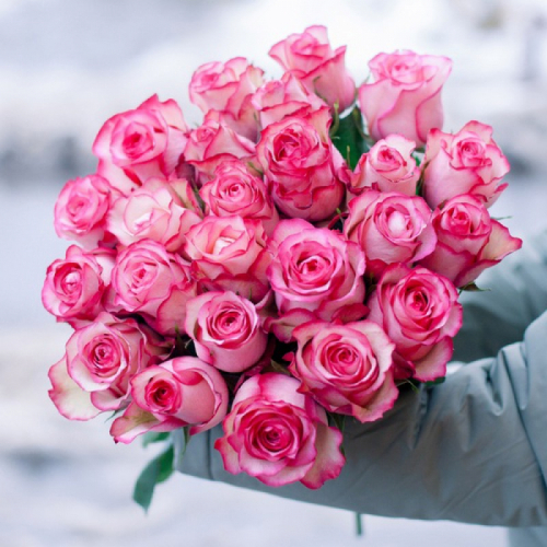 Бело-розовая роза Carrousel