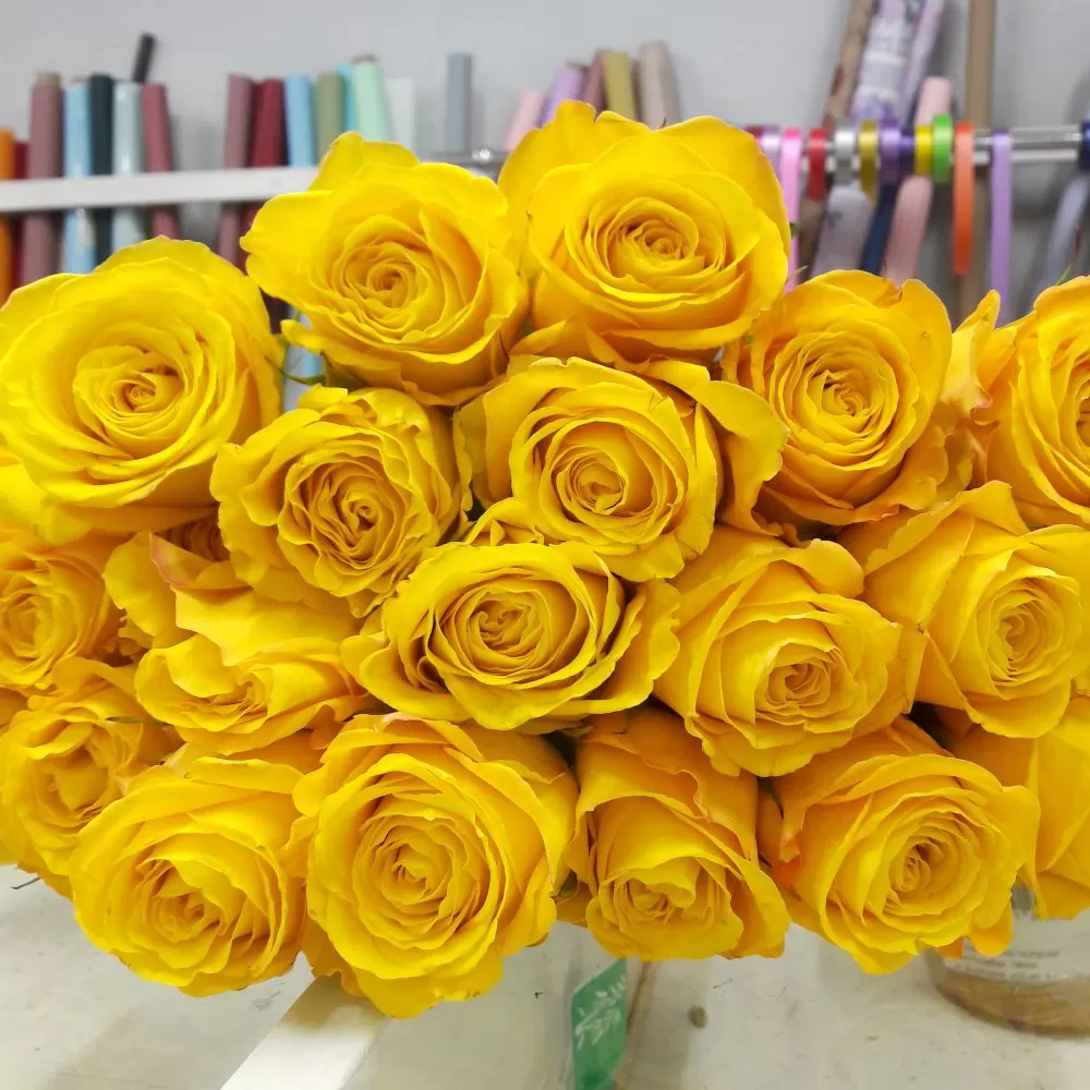 Желтая роза Bikini 40-50см